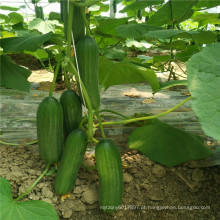 Suntoday Parthenocarpy tolerante a baixa temperatura 5 frutos por sementes de pepino verde híbrido F1 casa baixa verde F1 pepino (13006)